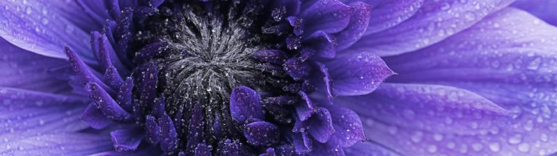 Violet flowers, Closeup, Macro, Water drops, Dew Drops, Blossom, Bloom, Spring, Flora, Petals, 5K