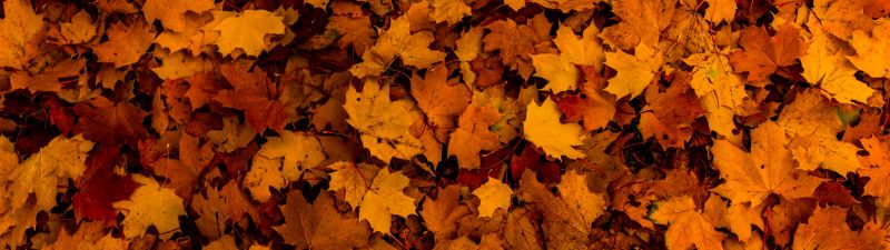 Fallen Leaves, Autumn, Maple leaves, Texture, Foliage, Seasons, 5K