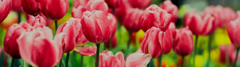 Pink Tulips, Flower garden, Greenery, Wet Flowers, Blossom, Bloom, Floral, 5K, 8K