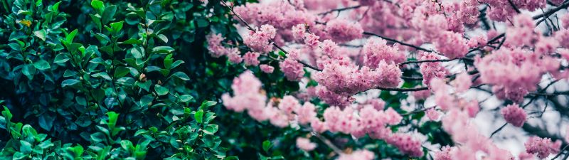Cherry blossom, Green leaves, Pink flowers, Spring, Beautiful, Greenery, 5K, 8K