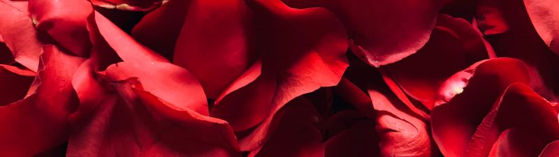 Red Rose, Rose Petals, Floral, Red background