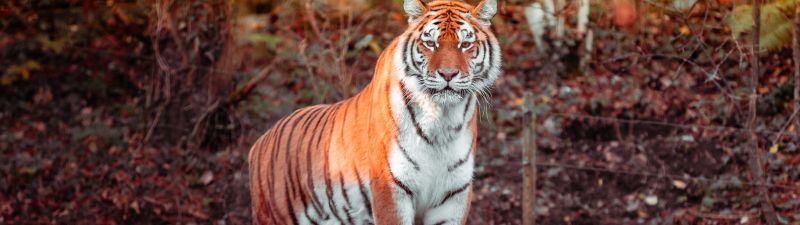 Tiger, Panoramic, Big cat, Carnivore, Predator, Forest, Zoo, Tree Trunks, Daytime, Wildlife, 5K