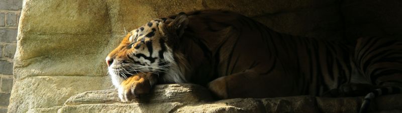 Sleeping Tiger, Rock, Big cat, Carnivore, Predator, Sun light, Zoo