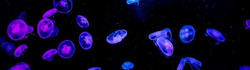 Jellyfishes, Blue, Purple, Black background, Underwater, Glowing, Aquarium, Vibrant, AMOLED, 5K, Bioluminescence