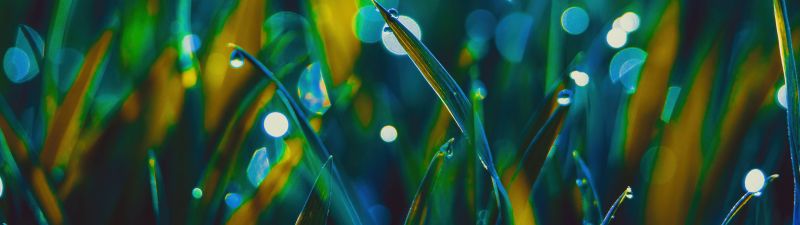 Grass, Aesthetic, Landscape, Bokeh, Dew Drops, Macro