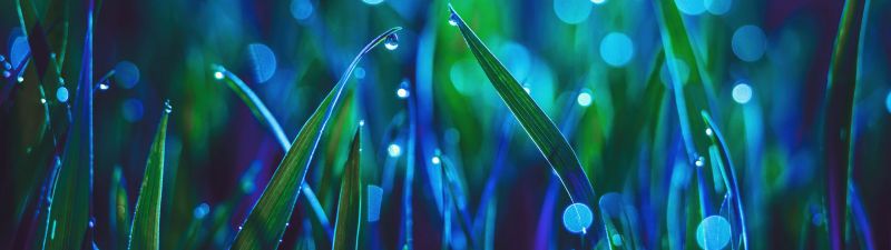 Landscape, Grass, Bokeh, Dew Drops, Macro, Aesthetic