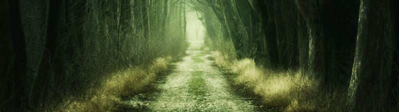 Forest, Aesthetic, Path, Fall, Calm, Green, 5K
