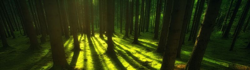 Green, Forest, Trees, Shadow, Daylight