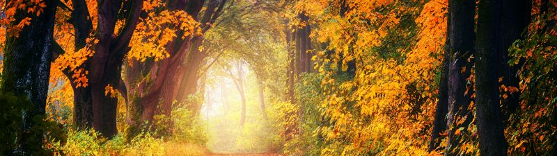 Forest, Dirt road, Maple trees, Autumn, Fall, Light, 5K