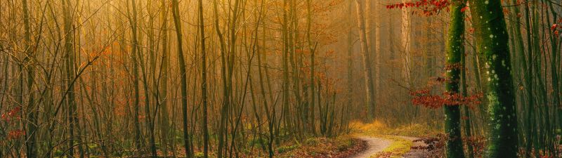 Autumn, Wilderness, Dirt road, Forest, Light, Atmosphere, Fall, Daytime, 5K