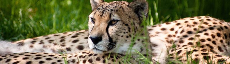 Cheetah, Grass, Wild animals, Cologne Zoological Garden, Germany, Beauty