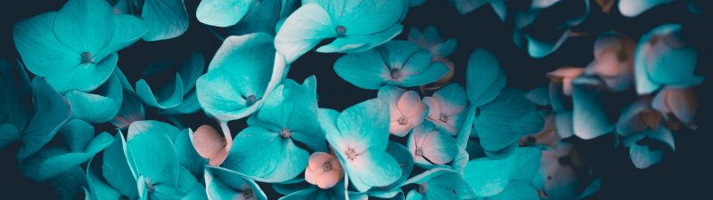 Blue flowers, Petals, Teal, Black background, 5K