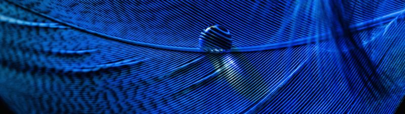 Blue Feather, Macro, Water drop, Closeup Photography, Dew Drops, 5K, 8K