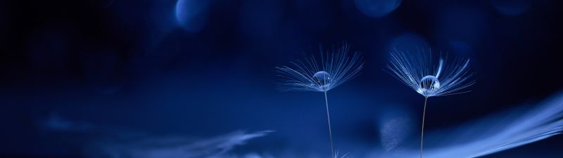 Dandelion flowers, Water drops, Macro, Bokeh Background, Blue background