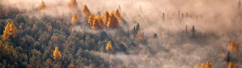 Autumn Forest, Aerial view, Mist, Morning light