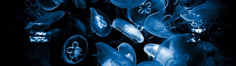 Jellyfishes, Deep Sea, Underwater, Dark background, Dark aesthetic, Bioluminescence