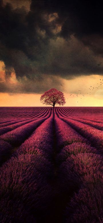 Lavender farm, Lone tree, Lavender fields, Cloudy