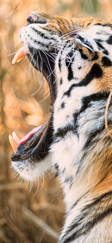 Siberian tiger, Roaring, Zoo, 5K, 8K