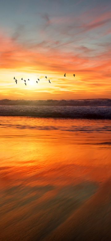 Beach, Sunset, Flying birds, Waves, 5K