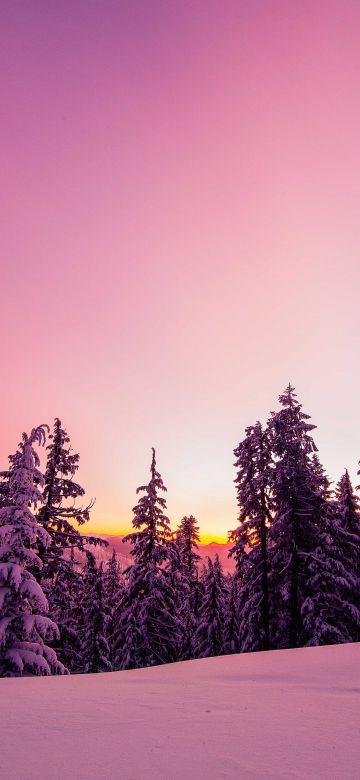 Winter, Forest, Sunset, Pink background, Pink aesthetic, Dusk, Cold, 5K, Pine trees