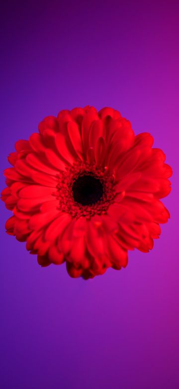 Red Gerbera Daisy, Gerbera flower, Red flower, Red Daisy, Gradient background, 5K, Girly backgrounds