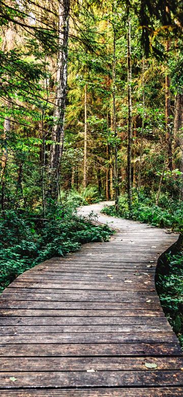 Forest, Pathway, Wooden path, Forest trail, Wilderness, Forest exploration, Nature trail, Enchanted Forest, 5K