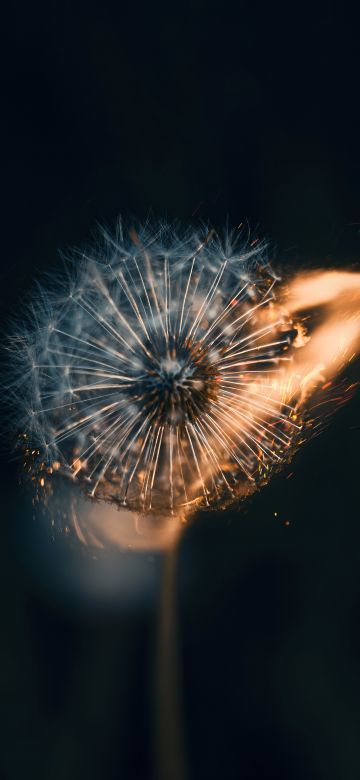 Dandelion flower, Fire, Bokeh Background, 5K, Aesthetic