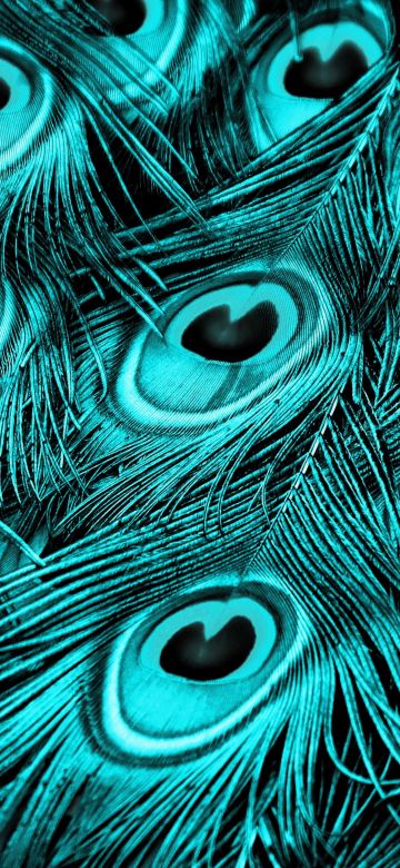 Peacock feathers, Turquoise background