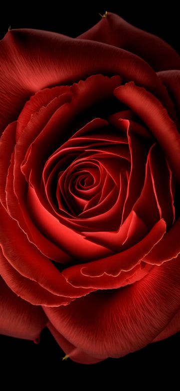 Red Rose, Red flower, Black background, 8K, 5K