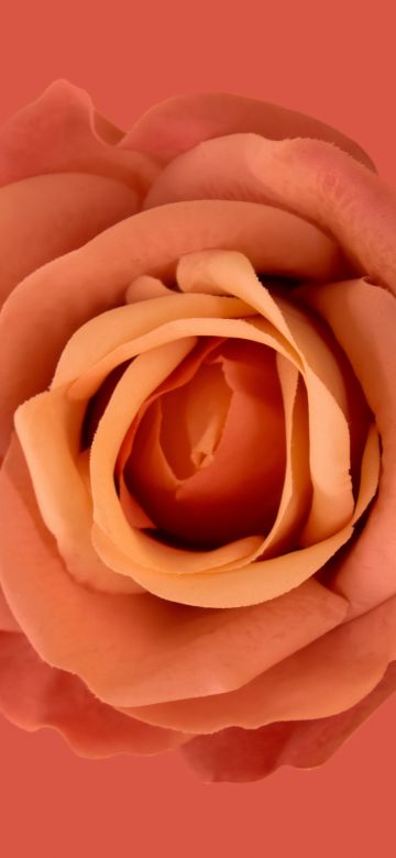 Orange flower, Orange background, Orange Rose, Orange aesthetic, 8K, 5K