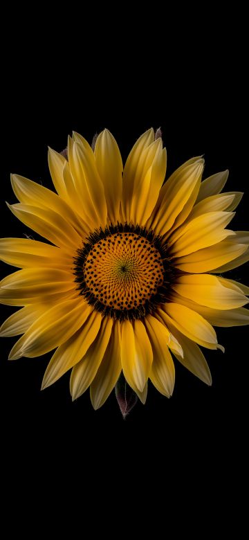 Sunflower, Yellow flower, Black background, 8K, 5K