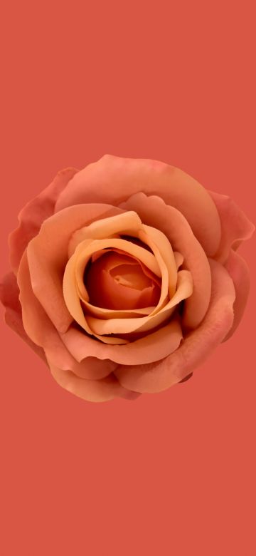 Orange flower, Orange Rose, Orange background, Orange aesthetic, 5K, 8K