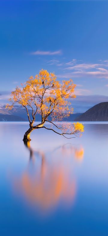 Lake Wanaka, New Zealand, Glacier lake, Lone tree, HONOR Magic Vs, Stock