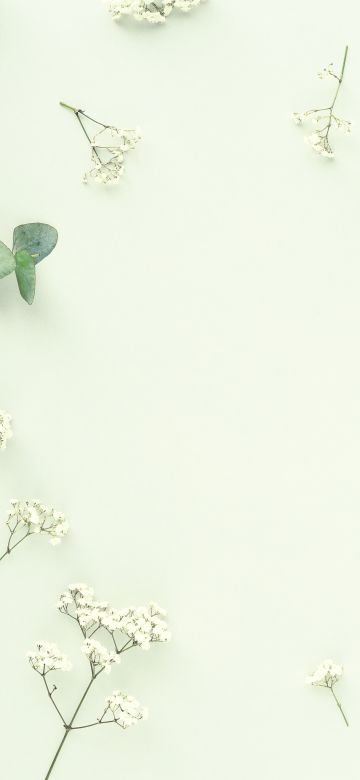 Eucalyptus, Leaves, Gypsophila, Sage green, 5K, Aesthetic