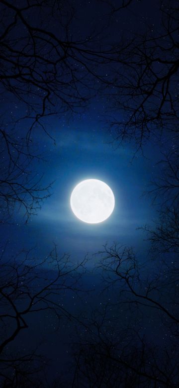 Cold, Moon, Night, Trees, Blue Sky, Full moon