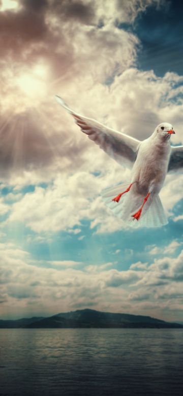 Seagull, Sunlight, Clouds, Flying bird, 5K