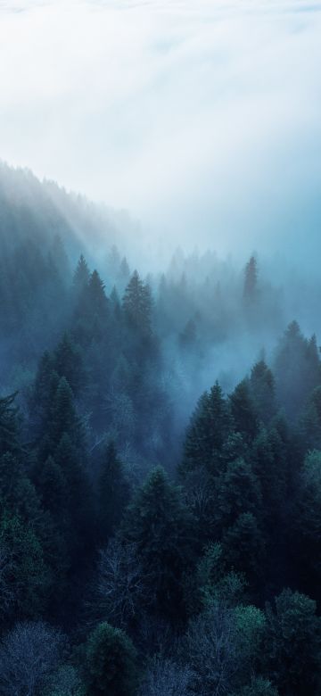 Forest, Rhone-Alpes, Sunlight, Morning fog, Blue, Ambiance