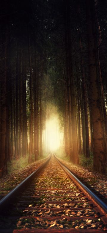 Forest, Railway track, Sunlight, Autumn, Fall, 5K