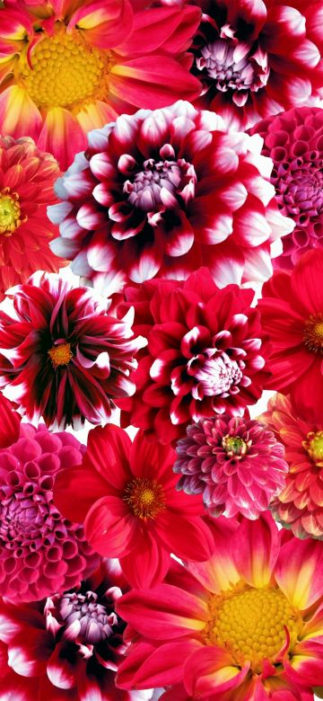 Dahlia flowers, Red flowers, Floral Background, Blossom