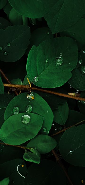 Green leaves, Rain droplets, Macro, Plant