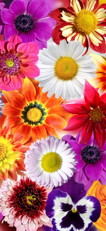 Daisy flowers, Floral Background, Colorful flowers, Spring flowers, Blossom