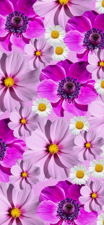 Floral Background, Magenta, Purple, Spring flowers