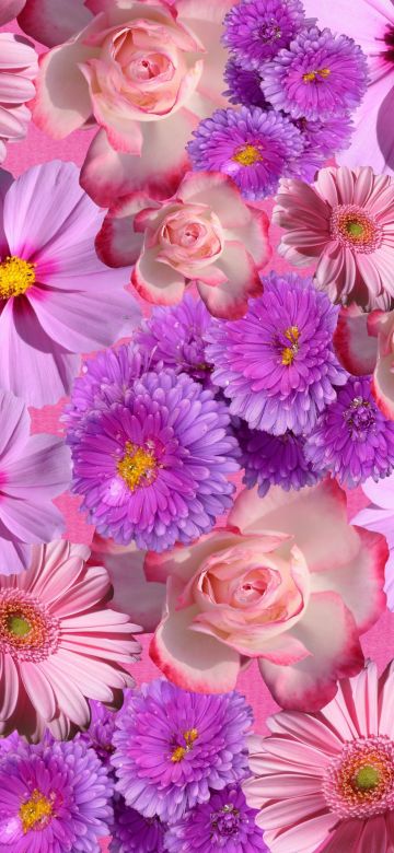 Blossom, Purple Flowers, Gerbera, Rose flowers, Floral Background