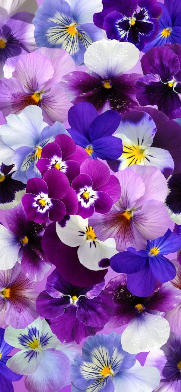 Pansy flowers, Colorful flowers, Blossom, Spring, Beautiful flowers, Aesthetic