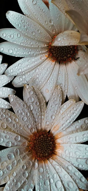 Daisy flowers, White flowers, Dew Drops, Water drops