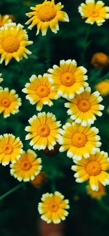 Daisy flowers, Yellow flowers, Blossom, Bloom, Pollen, 5K, 8K