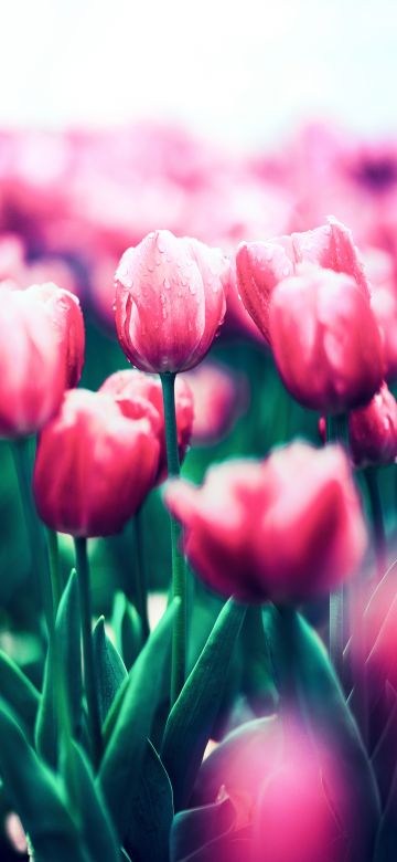 Red Tulips, Bloom, Spring, Blossom, Tulip flowers, 5K