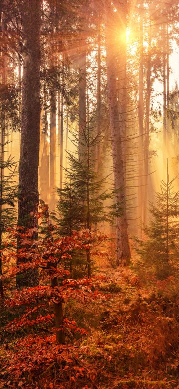 Fall, Sunlight, Forest, Autumn