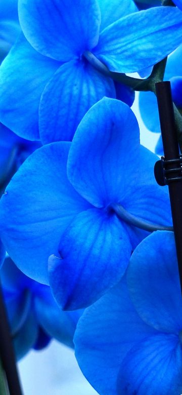 Blue orchids, Orchid flowers, Blue flowers, 5K