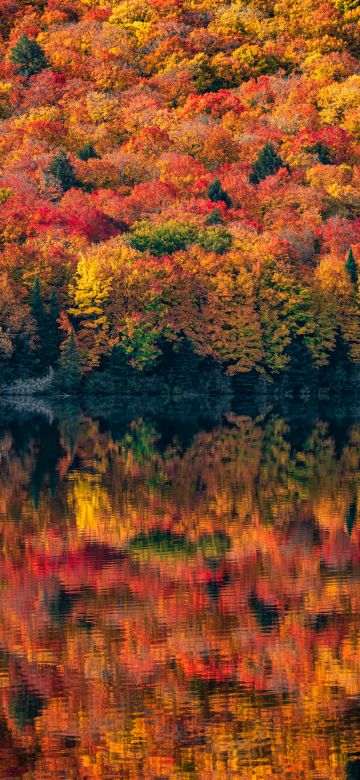 Algonquin Provincial Park, Ontario, Canada, Autumn, Maple trees, Lake, Foliage, 5K